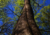 Vue en contre-plongée d’un grand arbre au tronc épais et rugueux, s’élevant vers un ciel bleu clair. Les branches sont couvertes de jeunes feuilles vertes, créant un contraste naturel entre le feuillage et le ciel.