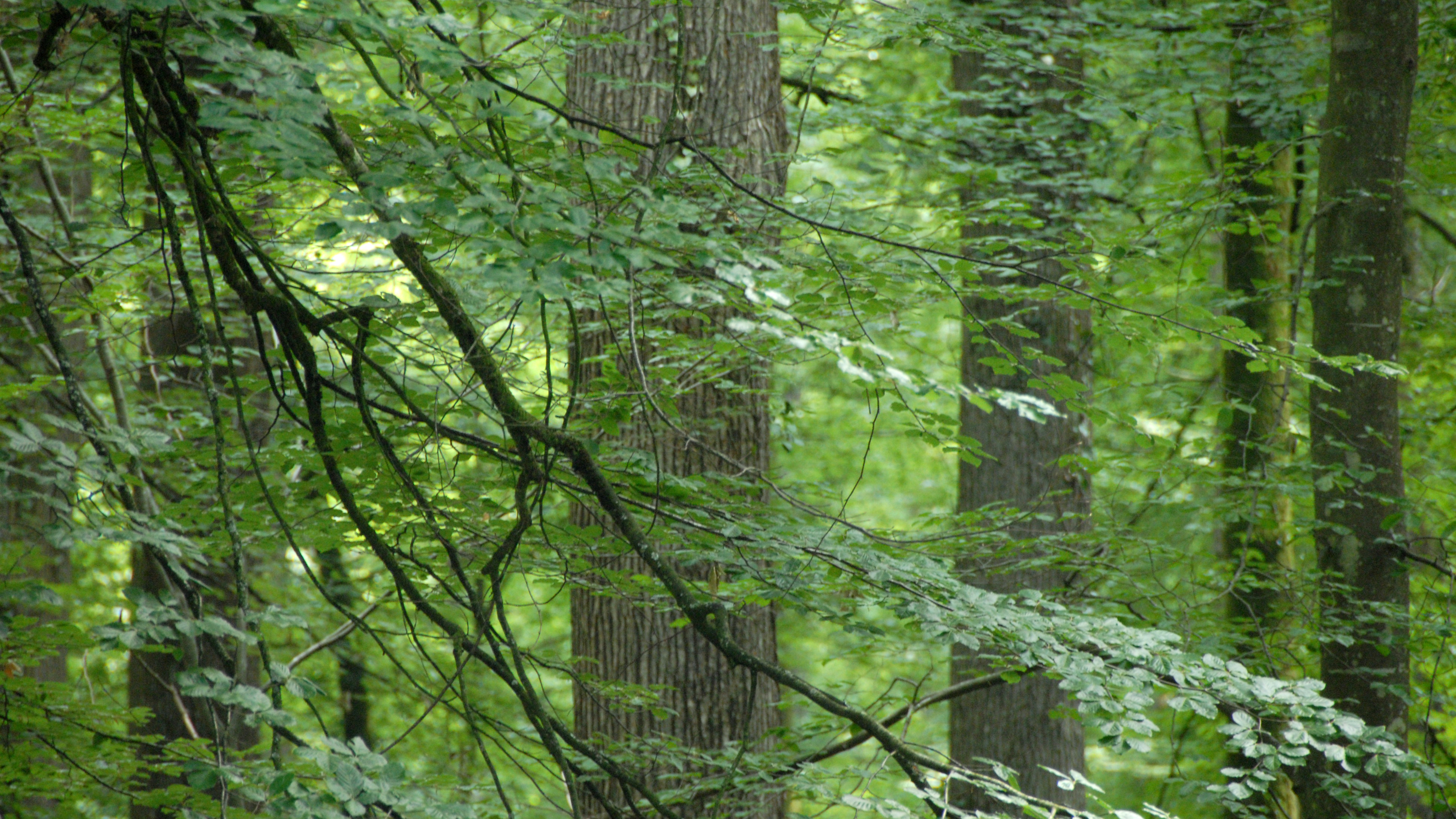 Photographie d’une forêt dense où de nombreux arbres et branches sont recouverts de feuilles vertes. Les troncs apparaissent en arrière-plan, tandis que les branches s’entrelacent au premier plan, créant une impression de profondeur. La lumière du soleil traverse le feuillage, éclairant certaines zones des feuilles et des troncs.